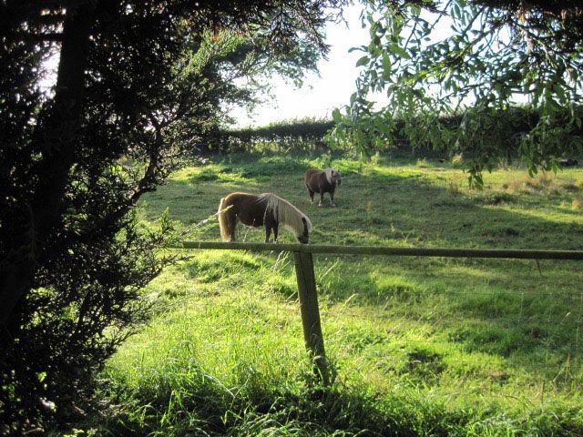 lyth hill nursery